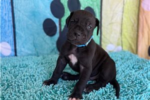 Benji - Great Dane for sale