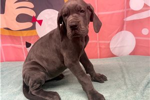 Lily - Great Dane for sale
