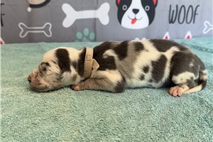 Jetta - Great Dane for sale