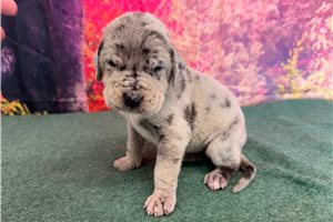 Lacey - Great Dane for sale