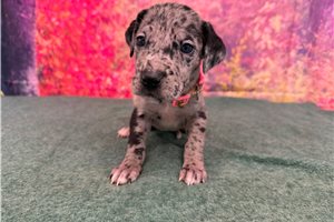 Katherine - puppy for sale