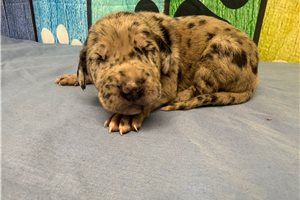 Katherine - Great Dane for sale