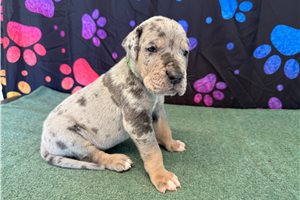 Cyrus - Great Dane for sale