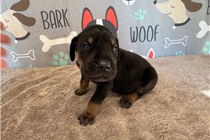 Jerrick - Great Dane for sale