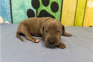 Knox - Great Dane for sale