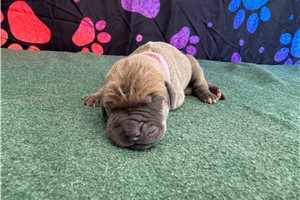 Cleo - puppy for sale