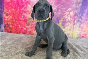 Luciana - Great Dane for sale