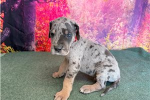 Liam - Great Dane for sale