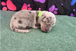Cyrus - Great Dane for sale