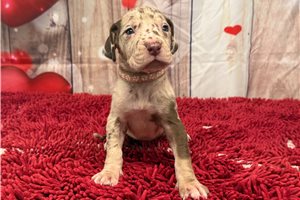 Harlow - Great Dane for sale