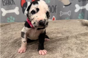 Jewel - Great Dane for sale