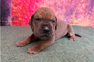 Linus - Great Dane for sale