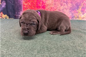 Lily - Great Dane for sale