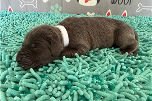Blair - Great Dane for sale