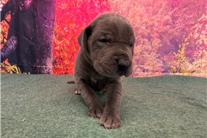 Laura - Great Dane for sale