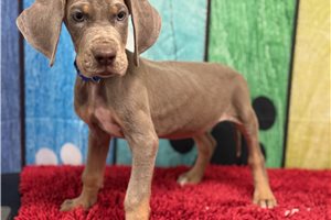 Henri - puppy for sale