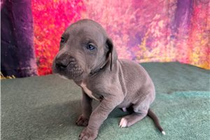 Knox - Great Dane for sale