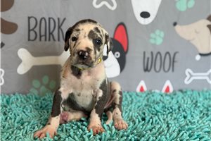 Jess - Great Dane for sale