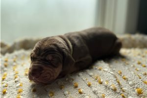 Simu - puppy for sale