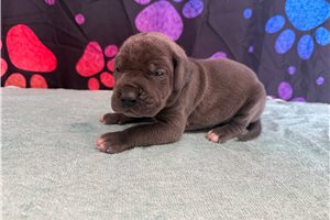 Ciara, a Great Dane puppy