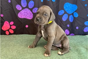Ciara - Great Dane for sale