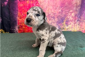Khloe - puppy for sale