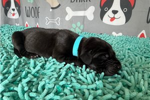 Benji - puppy for sale