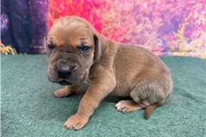 Lucas - Great Dane for sale