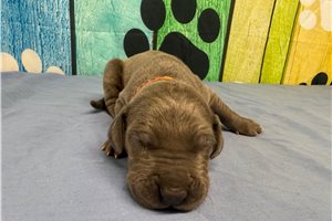 Kevin - Great Dane for sale