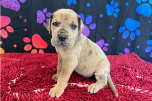 Chester - Great Dane for sale