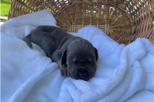 Francisco - Great Dane for sale