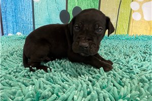 Kingston - Great Dane for sale