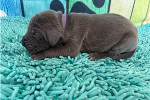 Lily - puppy for sale