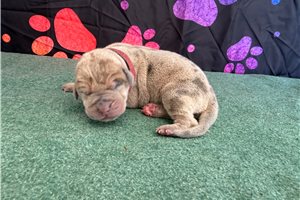 Chester - puppy for sale