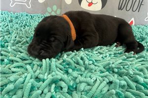 Bitsy - puppy for sale
