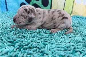 Lizette - puppy for sale