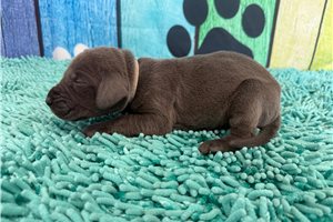London - puppy for sale