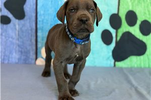 Benny - Great Dane for sale