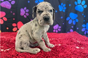 Chet - Great Dane for sale