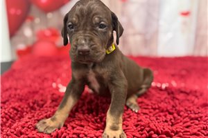Hattie - puppy for sale