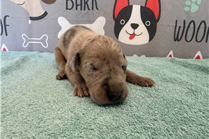 Jett - puppy for sale
