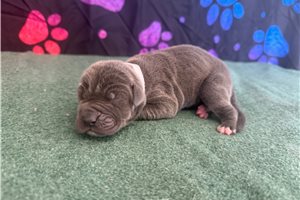 Ciara - Great Dane for sale