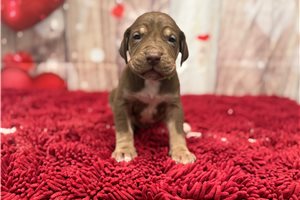 Hutch - puppy for sale