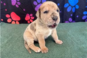 Chester - Great Dane for sale