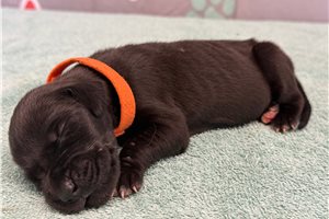 Jenny - puppy for sale