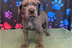 Benny - Great Dane for sale