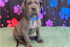 Benny - Great Dane for sale