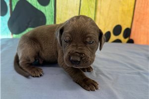 Benny - Great Dane for sale