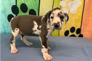 Jess - Great Dane for sale