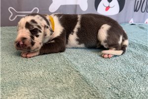 Jess - puppy for sale